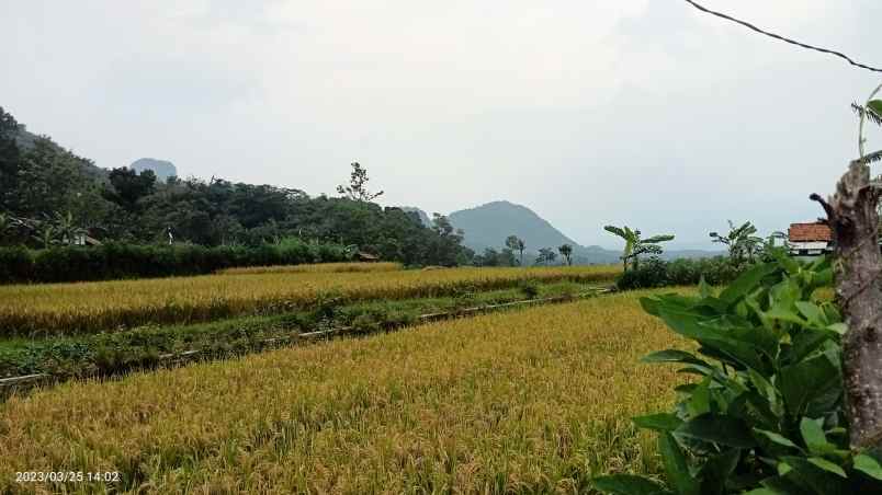 dijual tanaj 3 ha buat kaplingan