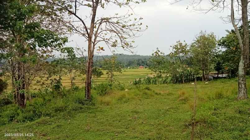 dijual tanaj 3 ha buat kaplingan