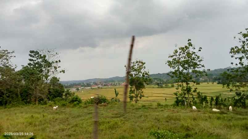 dijual tanaj 3 ha buat kaplingan