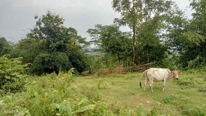 dijual tanaj 3 ha buat kaplingan