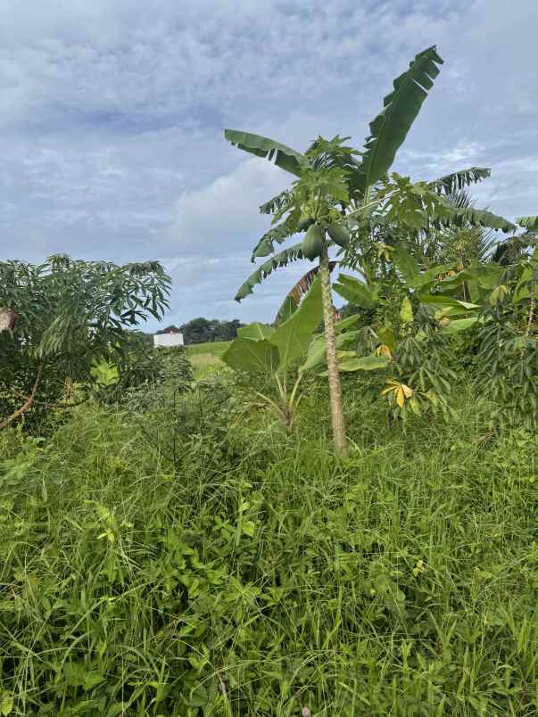 jual tanah view sawah