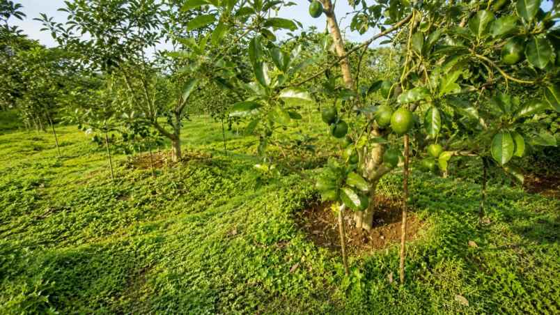 kebun alpukat miki 2 ha di cikidang sukabumi