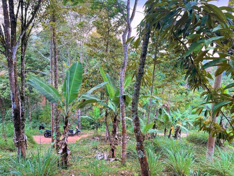 kebun durian 1300m2 kemuning ngargoyoso karanganyar