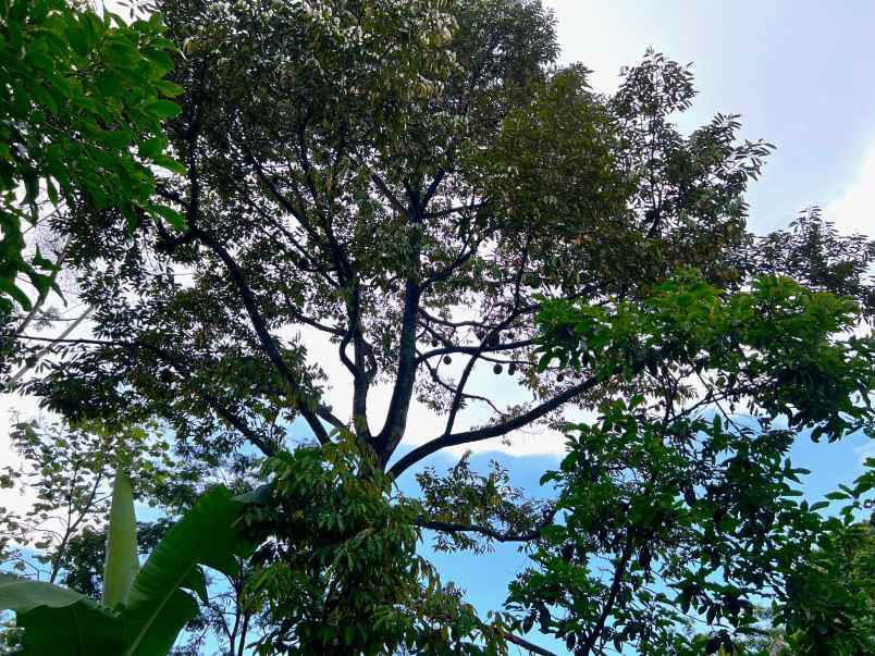 kebun durian 1652m bonus rumah sederhana
