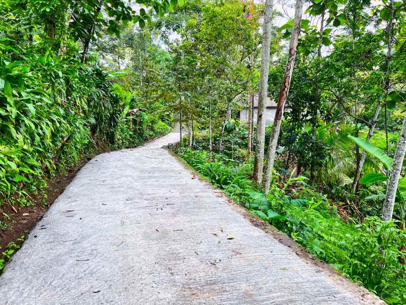 kebun durian 1652m bonus rumah sederhana