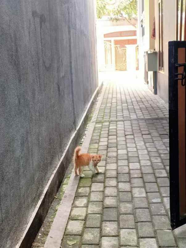 kost cisaranten kidul