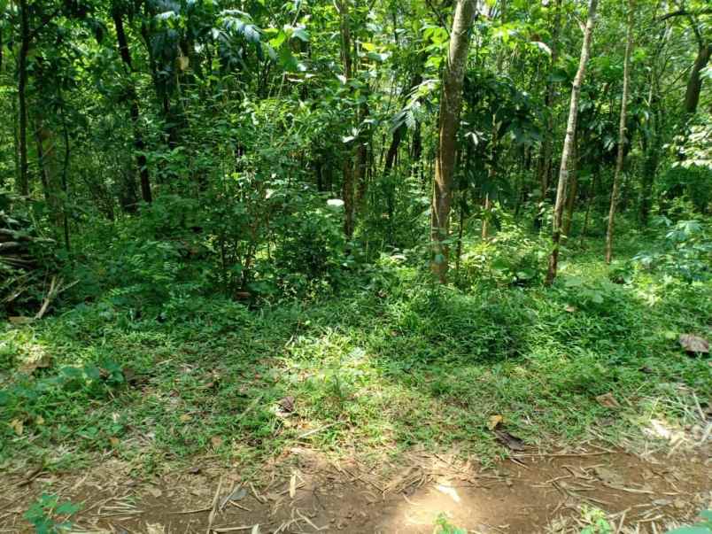 tanah barat pasar mojogedang