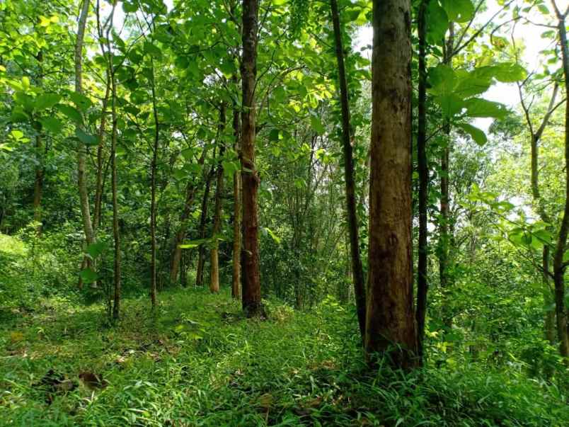 tanah barat pasar mojogedang