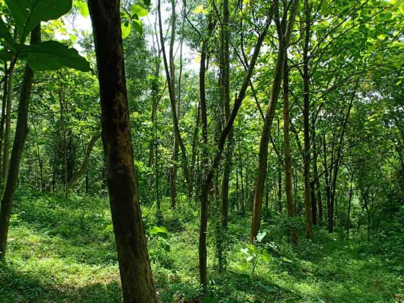 tanah barat pasar mojogedang