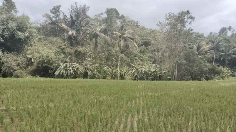 tanah dan sumber mata air panas subang