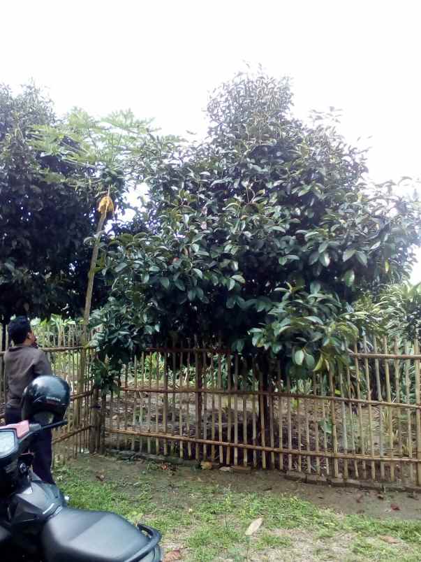 tanah di leuwiliang kabupaten bogor ada bangunan kayu