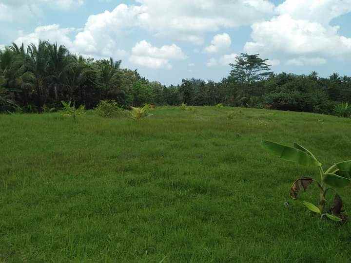 tanah gadung sari selemadeg