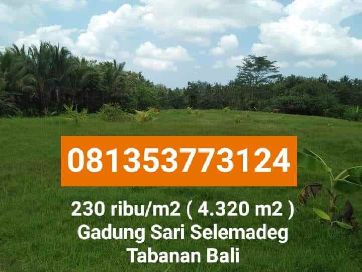tanah gadung sari selemadeg