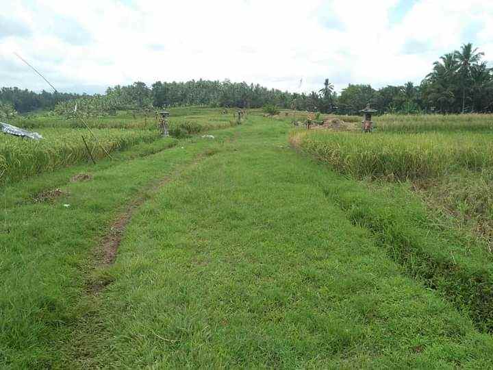 tanah gadung sari selemadeg