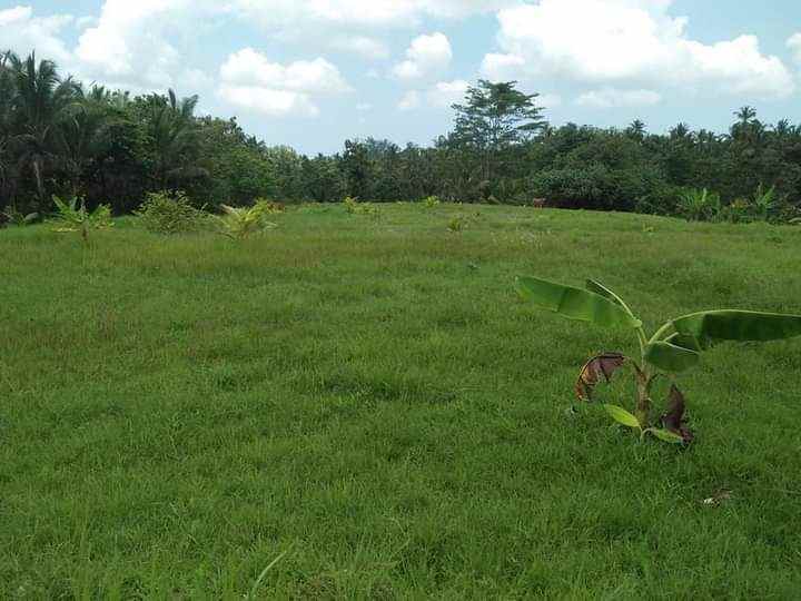 tanah gadung sari selemadeg