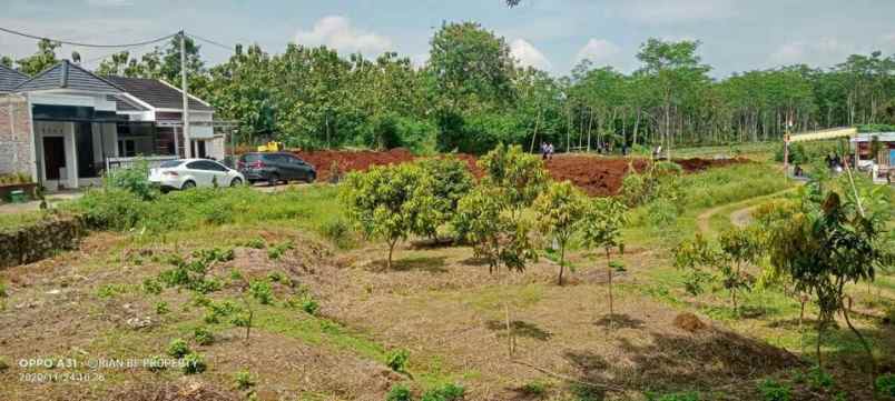 tanah jambusari mangunsari