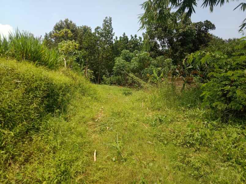 tanah kahrikil ciseeng bogor