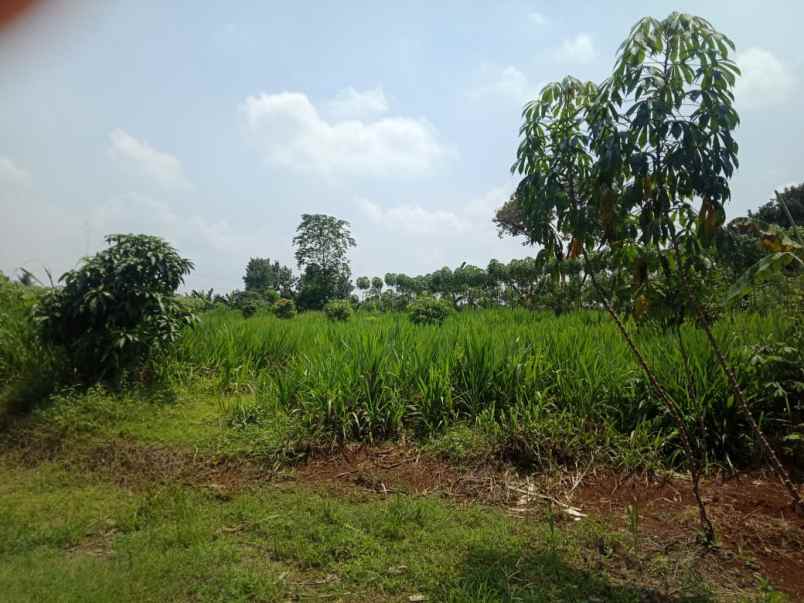 tanah kahrikil ciseeng bogor