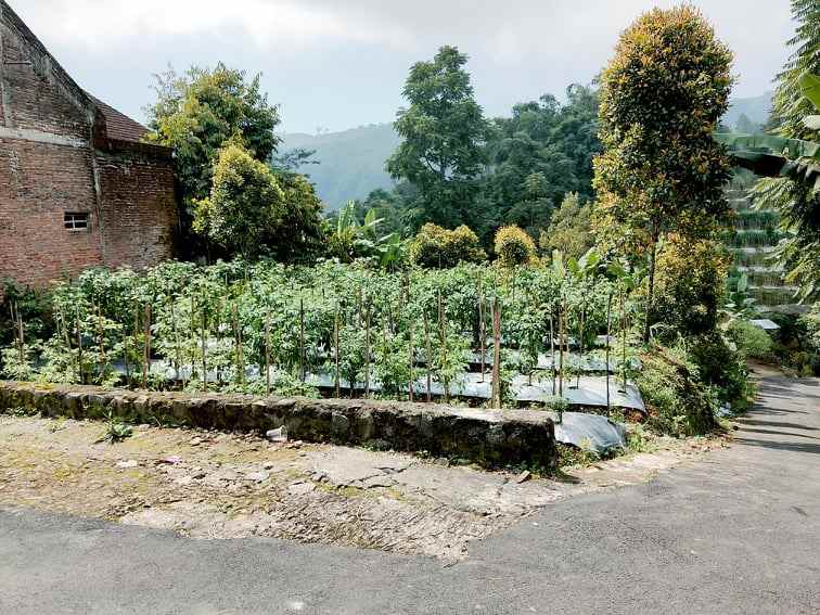 tanah kawasan wisata kebun the