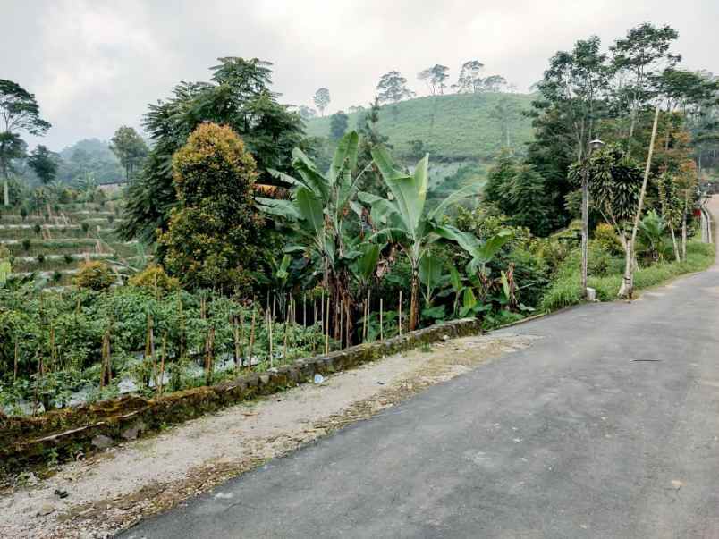 tanah kawasan wisata kebun the