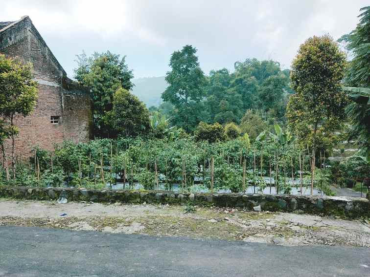 tanah kawasan wisata kebun the