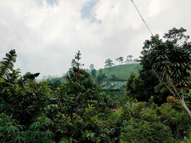 tanah kawasan wisata kebun the