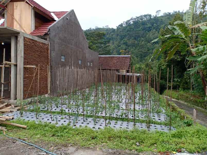 tanah kemuning ngargoyoso