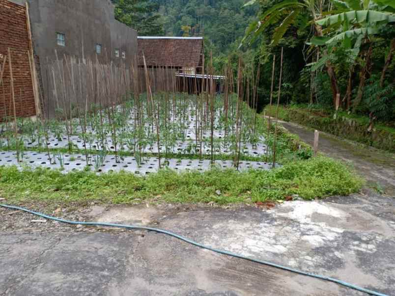 tanah kemuning ngargoyoso