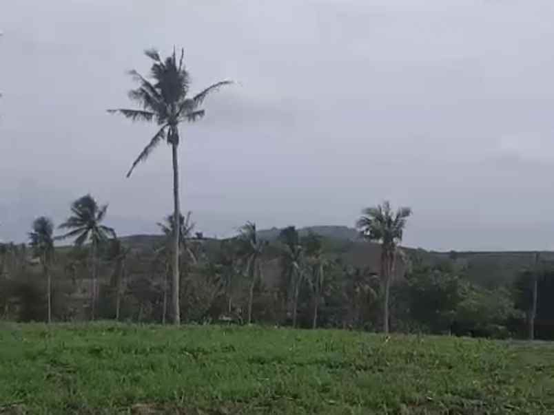 tanah luas 300 hektar di ketapang lampung selatan shm