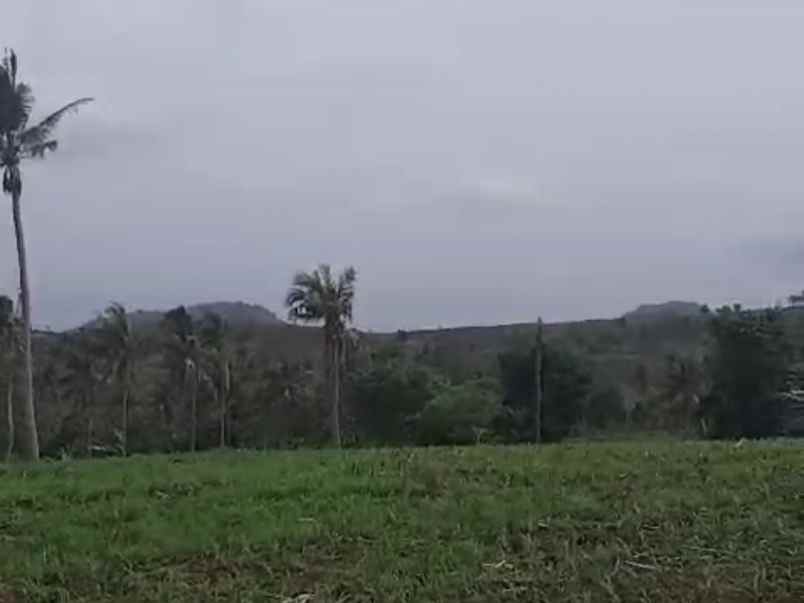 tanah luas 300 hektar di ketapang lampung selatan shm