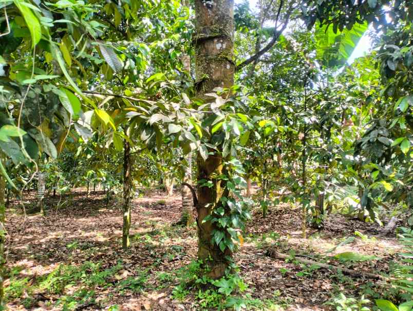 tanah murah pinggir jalan aspal dan dekat pemukiman