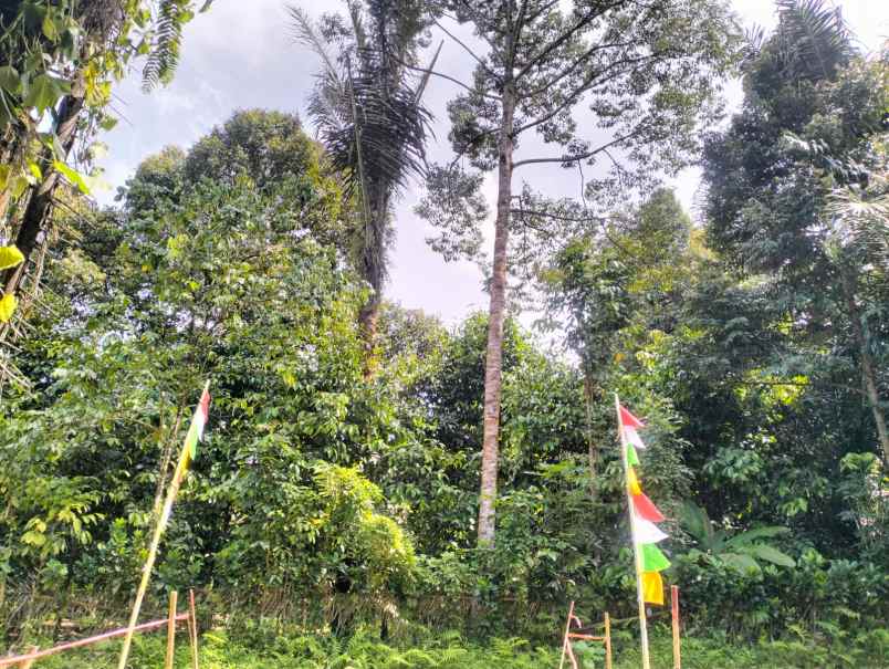 tanah murah pinggir jalan aspal dan dekat pemukiman