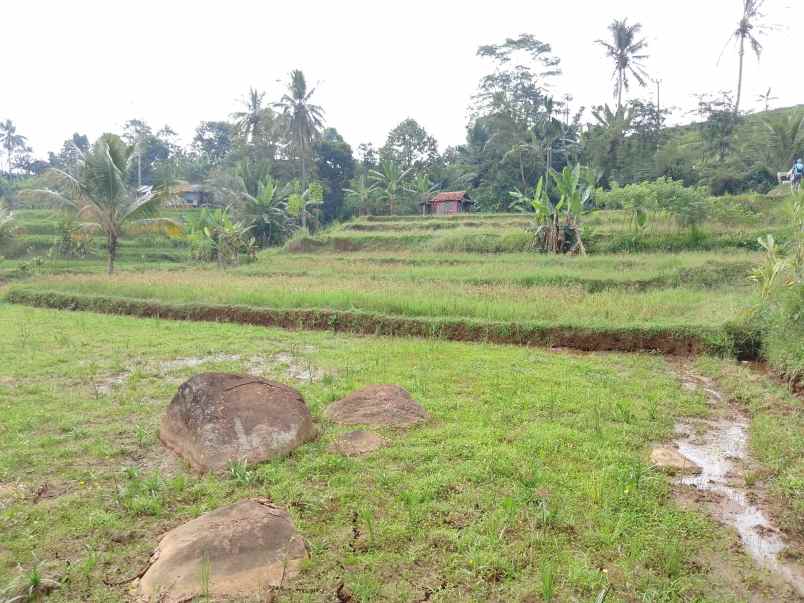 tanah sawah dekat sungai subang jawa barat