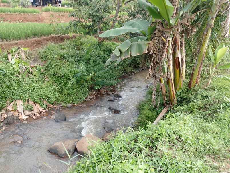 tanah sawah dekat sungai subang jawa barat