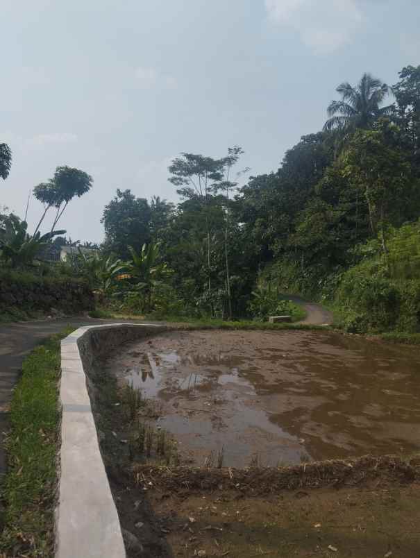 tanah sawah di desa cibadak sukamakmur