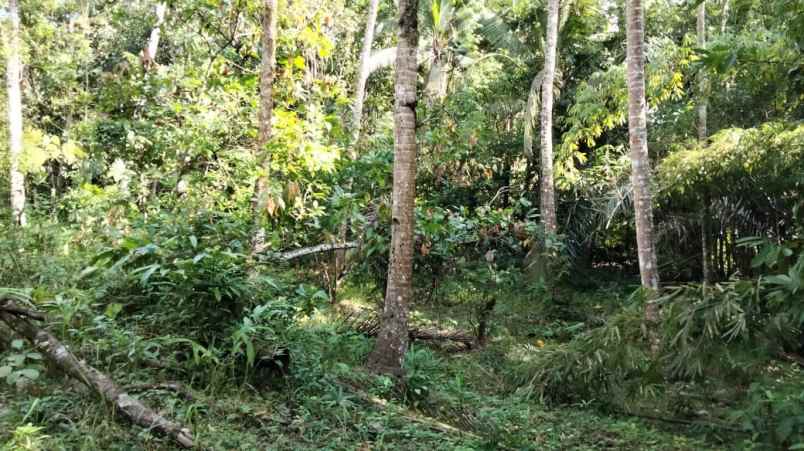 tanah selemadeg tabanan bali