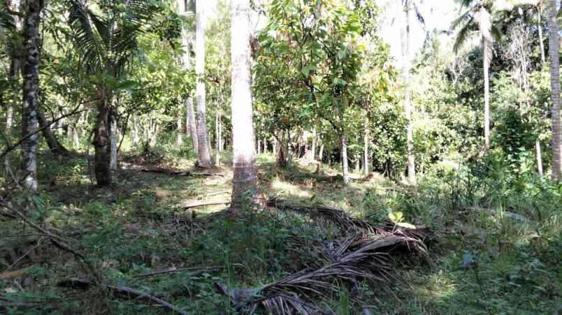 tanah selemadeg tabanan bali