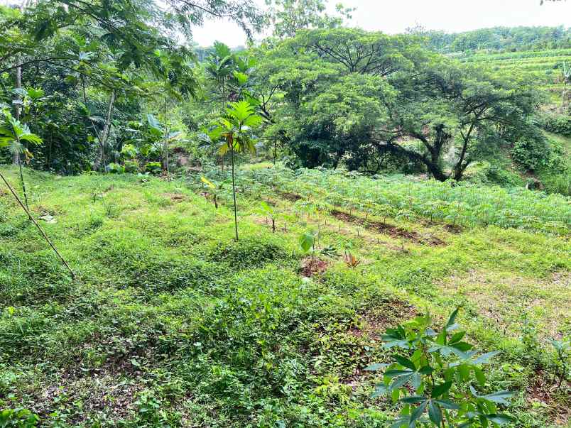 tanah subur 3265m hanya 70rb m kerjo karanganyar