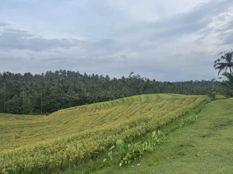 tanah view sawah zona kuning