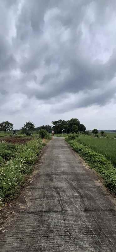 500 ribu tanah besar pacet mojokerto hawa sejuk