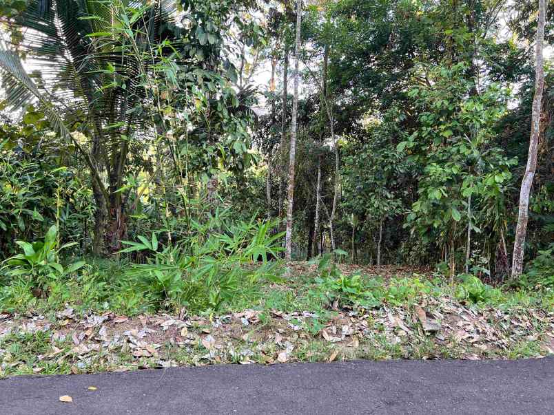 dijual kebun durian jl karangpandan tawangmangu