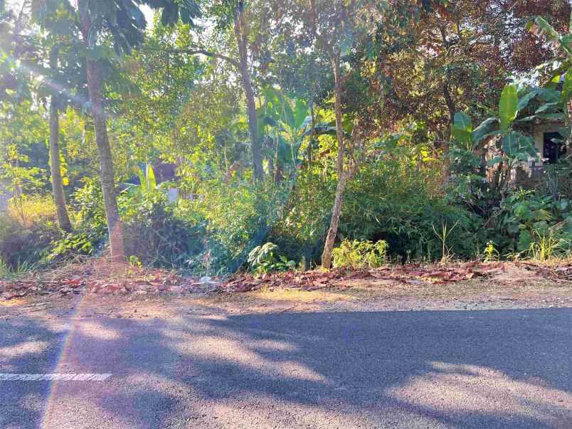 dijual kebun durian jl karangpandan tawangmangu