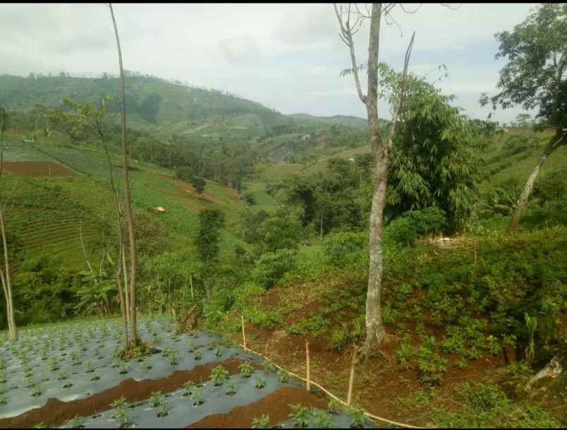 dijual murah lahan cijapati cikancung kab bandung