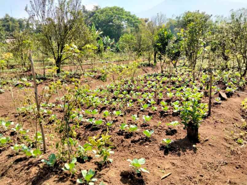 dijual rumah tulungrejo