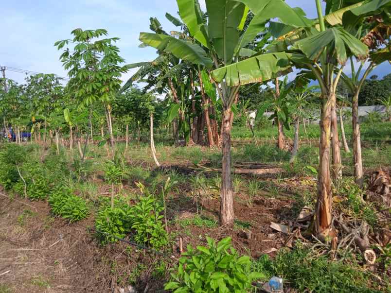 dijual segera tanah pinggir jalan aktif shm