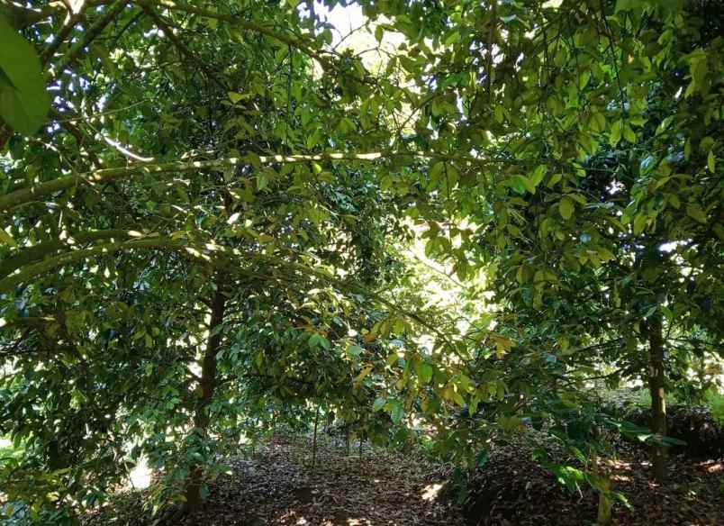 dijual tanah desa sanda kec pupuan