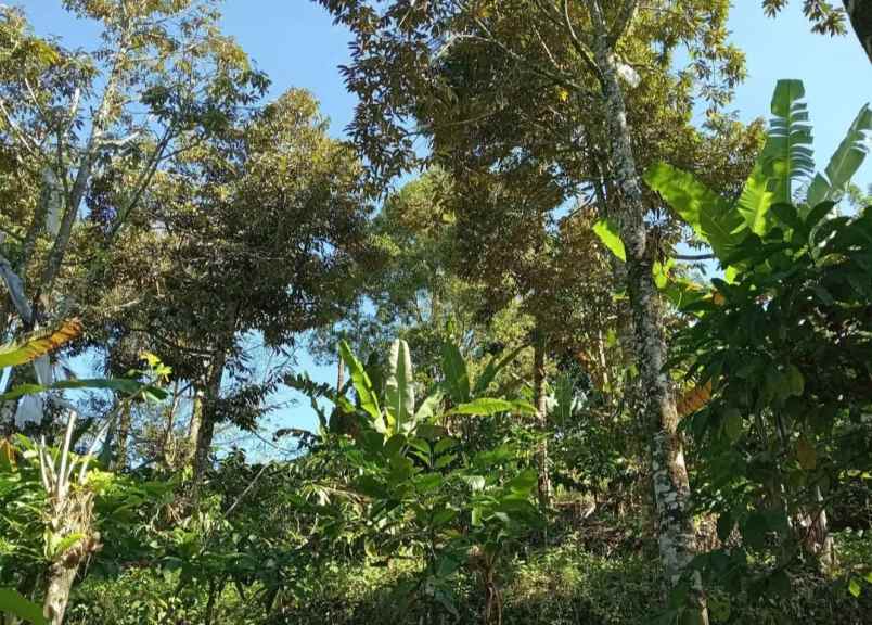 dijual tanah desa sanda kec pupuan