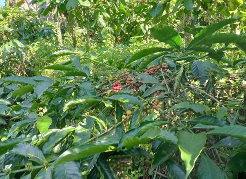 dijual tanah desa sanda kec pupuan