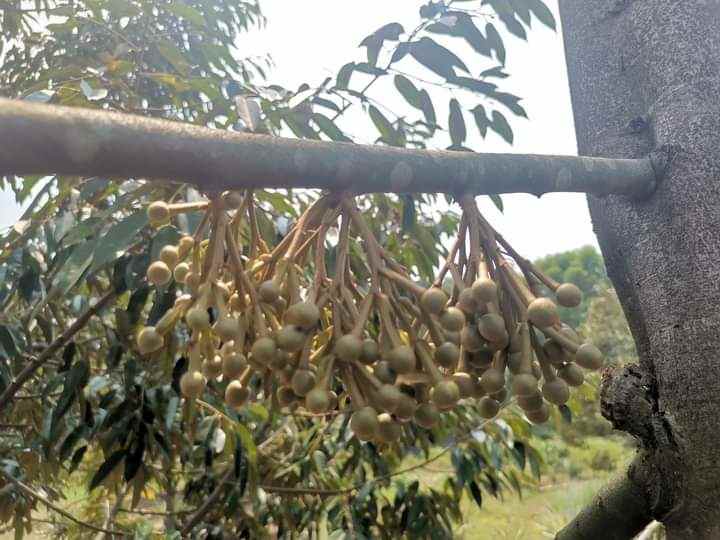 dijual tanah desa sipak kec jasinga