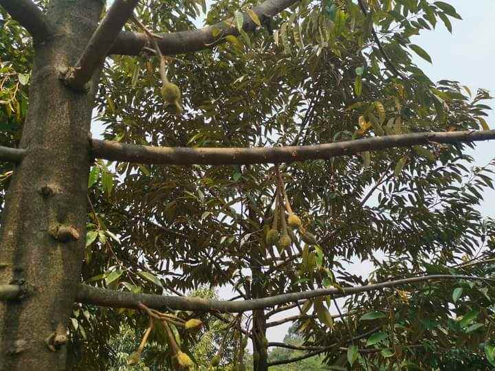 dijual tanah desa sipak kec jasinga